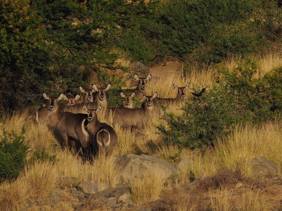 Koedoeskop Private Mountain Reserve Waterford Экстерьер фото