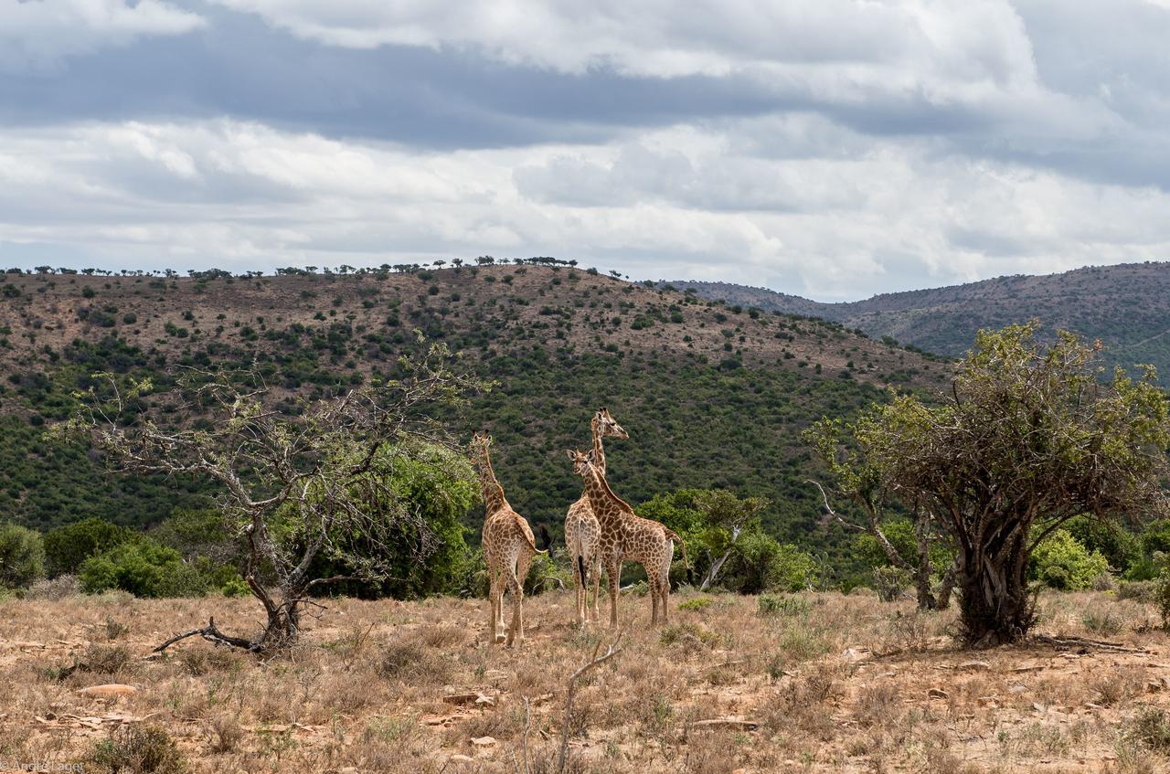 Koedoeskop Private Mountain Reserve Waterford Экстерьер фото