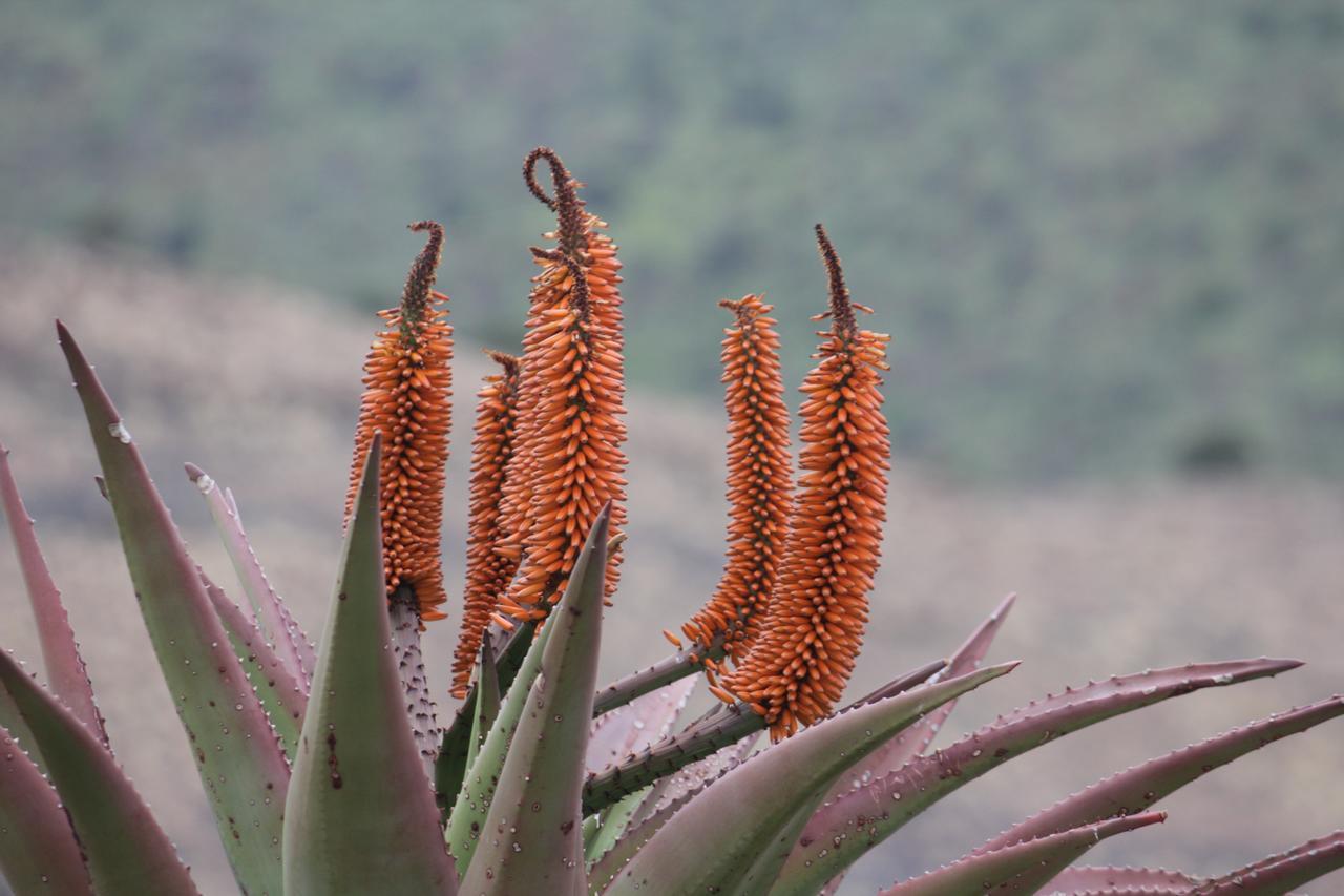 Koedoeskop Private Mountain Reserve Waterford Экстерьер фото