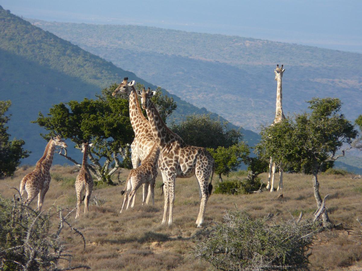 Koedoeskop Private Mountain Reserve Waterford Экстерьер фото